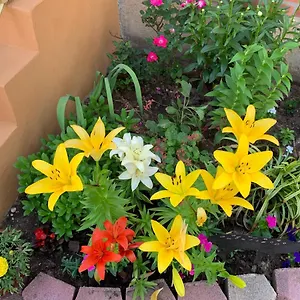 Homestay Beautiful Near Jfk And Close To Laguardia Airports, New York